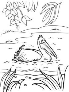 Pelican coloring page