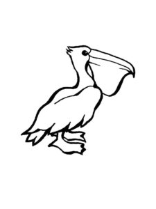 Pelican coloring page