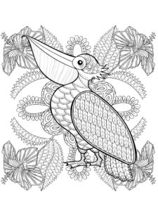 Pelican coloring page