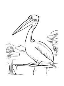 Pelican coloring page