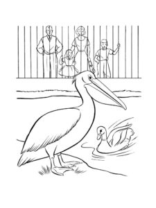 Pelican coloring page