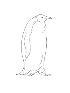 Penguin coloring page