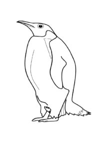 Penguin coloring page