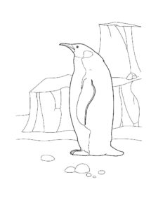 Penguin coloring page