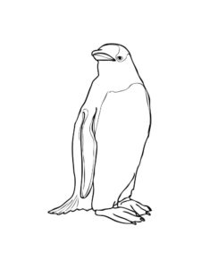 Penguin coloring page