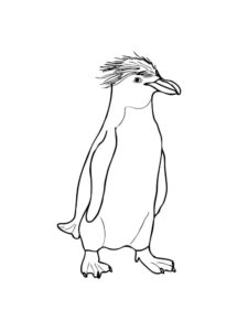 Penguin coloring page