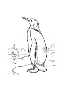 Penguin coloring page