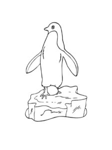 Penguin coloring page