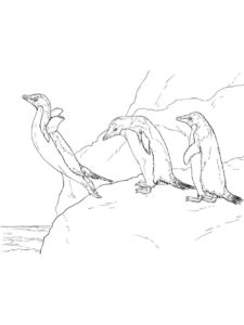 Penguin coloring page