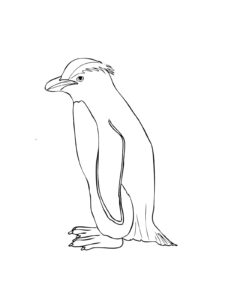 Penguin coloring page