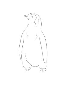 Penguin coloring page