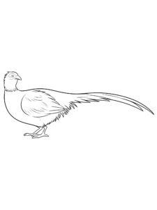 Pheasant coloring page