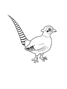 Pheasant coloring page