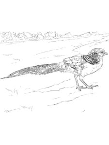 Pheasant coloring page