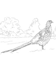 Pheasant coloring page