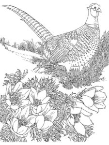 Pheasant coloring page