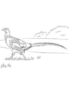 Pheasant coloring page