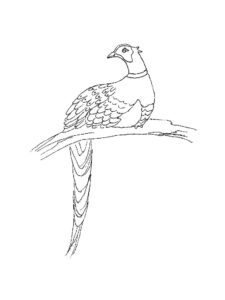 Pheasant coloring page