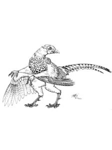 Pheasant coloring page