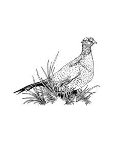 Pheasant coloring page