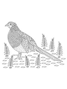 Pheasant coloring page