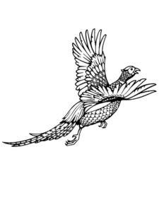 Pheasant coloring page