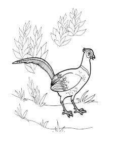 Pheasant coloring page