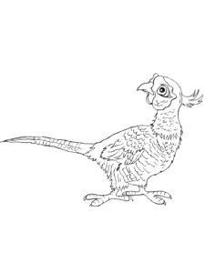 Pheasant coloring page