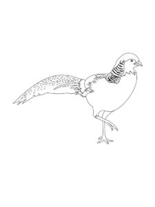 Pheasant coloring page