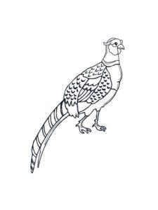 Pheasant coloring page