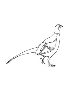 Pheasant coloring page