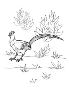 Pheasant coloring page