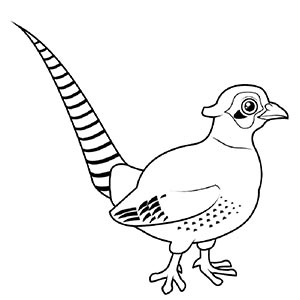 Pheasant coloring pages