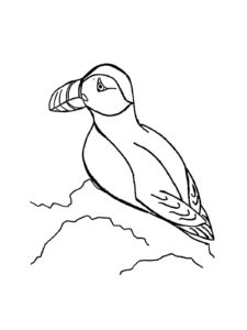 Puffin coloring page