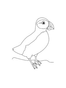 Puffin coloring page