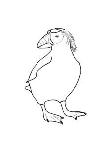 Puffin coloring page