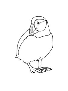 Puffin coloring page