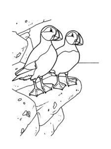 Puffin coloring page