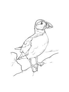 Puffin coloring page