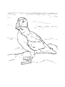 Puffin coloring page