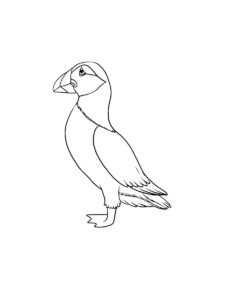 Puffin coloring page