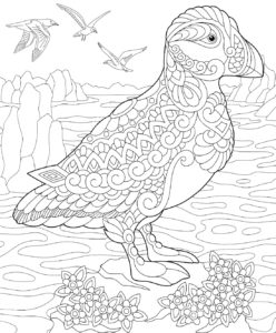 Puffin coloring page