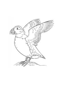 Puffin coloring page