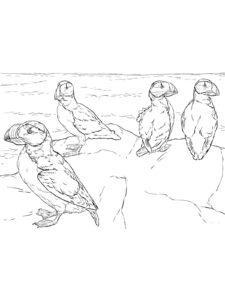 Puffin coloring page