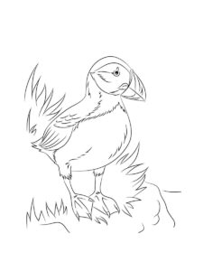 Puffin coloring page