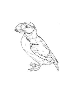 Puffin coloring page