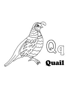 Quail coloring page