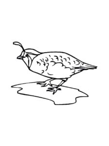 Quail coloring page