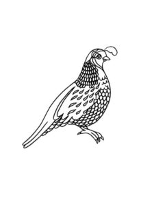 Quail coloring page