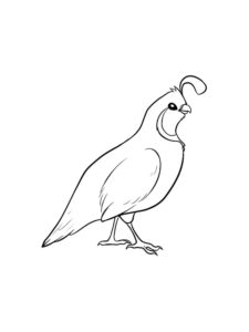 Quail coloring page